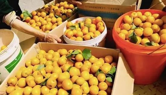 杏子曾是北方的主流水果，为何现在却少有人种植？