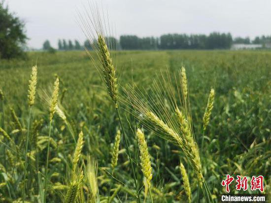 河南发布小麦干热风灾害高风险预警