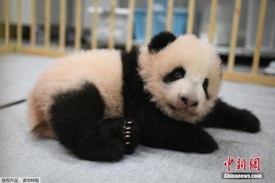 <em>日本</em>动物园公布双胞胎大熊猫<em>宝宝</em>姓名 分别为晓晓和蕾蕾