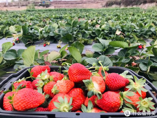 <em>水果店</em>的草莓vs农家乐的草莓，究竟谁才是性价比之王？