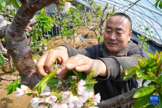 黑龙江宁安：温室蔬菜大棚产业“开花结果”助增收