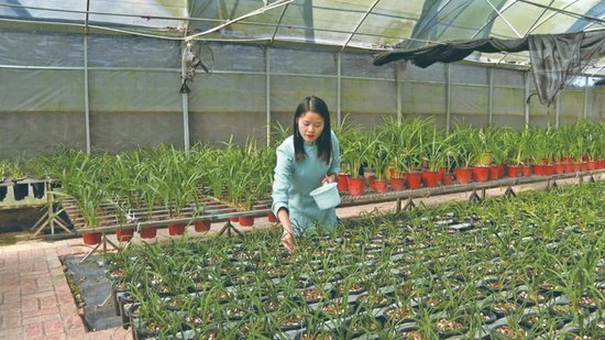 95后巾帼新农人，直播打造价值百万的兰花产业