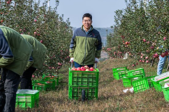 开拓陕甘新产区，百果园公司5000吨良枝苹果上市