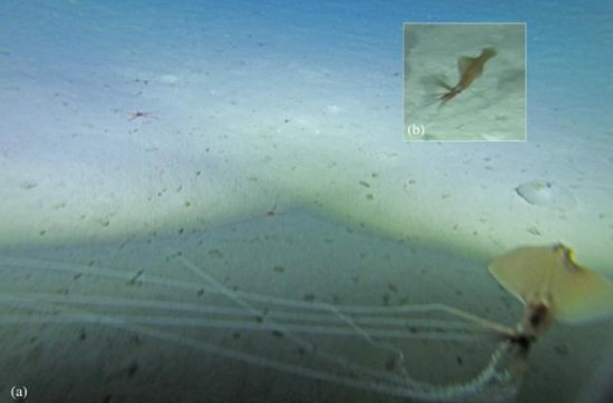 <em>深海探险</em>家在澳大利亚沿海拍摄到神秘的大鳍鱿鱼