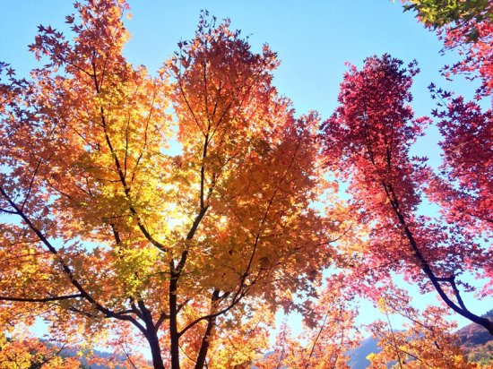 在油画般季节 去济南红叶谷感受秋末冬初的美好