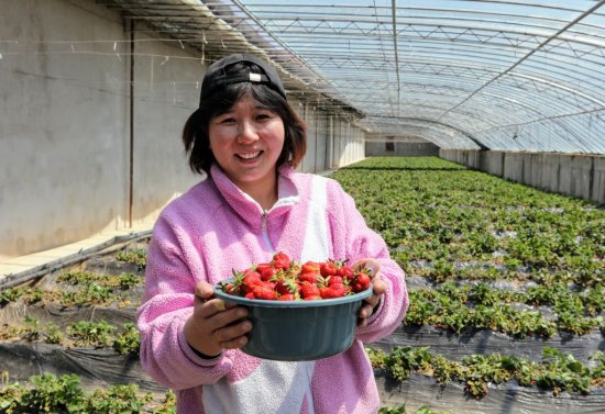海拔4300米的草莓是<em>什么</em>“味道”？记者带你到“世界屋脊的屋脊...