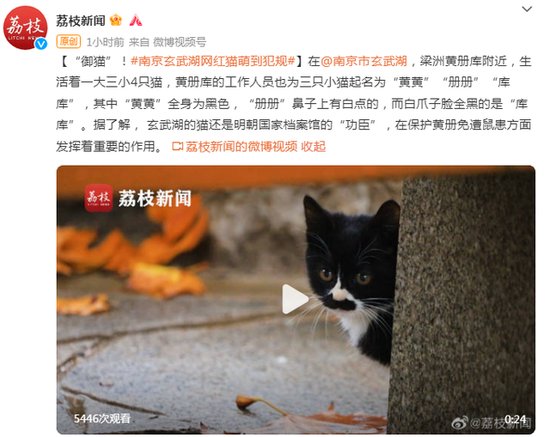 “御猫”！南京玄武湖网红猫萌到“犯规”