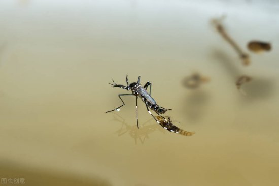外来物种“花<em>蚊子</em>”四处泛滥，它们是如何来中国的？
