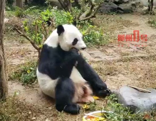 看饿了！<em>柳州</em>大熊猫吃上“螺蛳粉蛋糕”，啃“鸭脚”的样子有点...