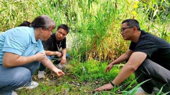 辰山植物园科研团队发现近万株罕见水蕨属植物