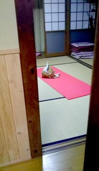 <em>橘猫</em>正在练瑜伽，被主人偷拍后，从猫眼神里看到了杀气
