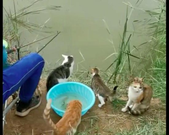 网友去钓鱼压力很大，猫咪们都在等着吃<em>鱼</em>，猫：倒是<em>钓</em>一条大的...
