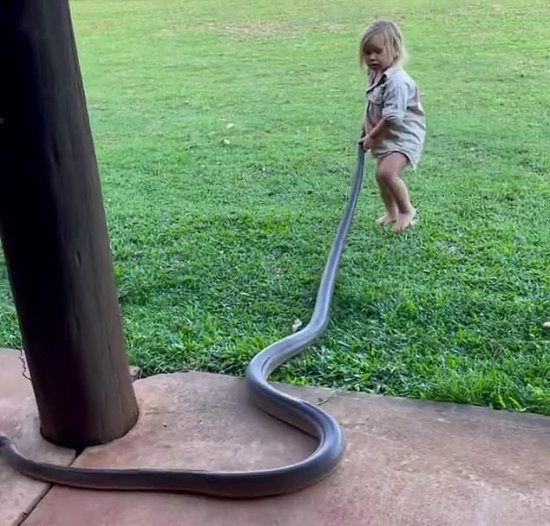 澳大利亚男子教2岁儿子捕蛇 抓着<em>蟒蛇</em>尾巴将其拖走