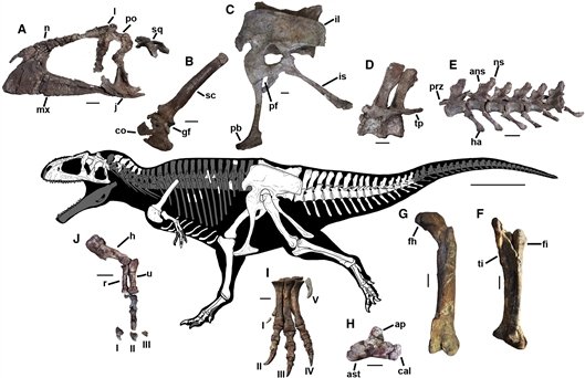 巨型食肉恐龙拥有类似像<em>霸王龙</em>短小前肢
