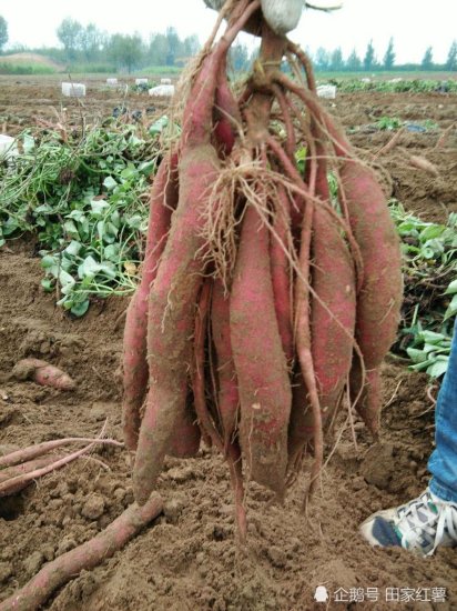 <em>红薯</em>种植到成熟应该怎样管理