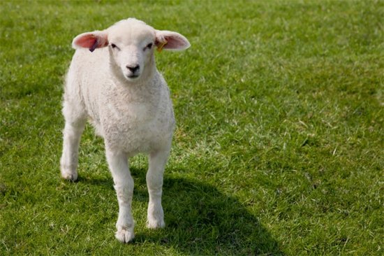 肉质优良！<em>世界上最贵的羊</em>332万元成交，是英国最受欢迎的羊...