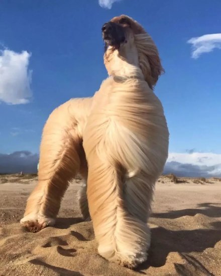 这种狗从不觉得自己是狗，它可能以为自己是超模！