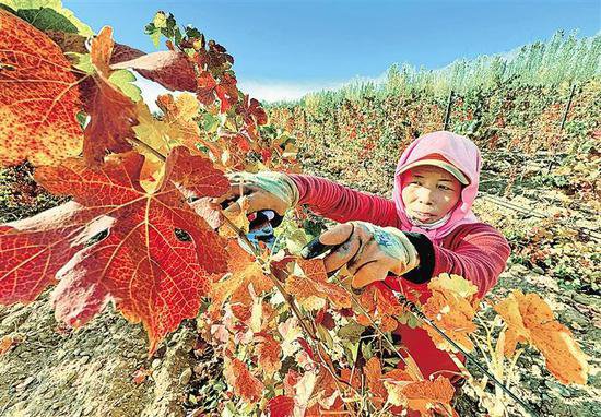 宁夏贺兰山东麓葡萄酒产区50余万亩酿酒葡萄将迎来“冬休”期