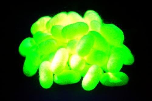 日本培养出吐绿色荧光丝的蚕 已实现商用