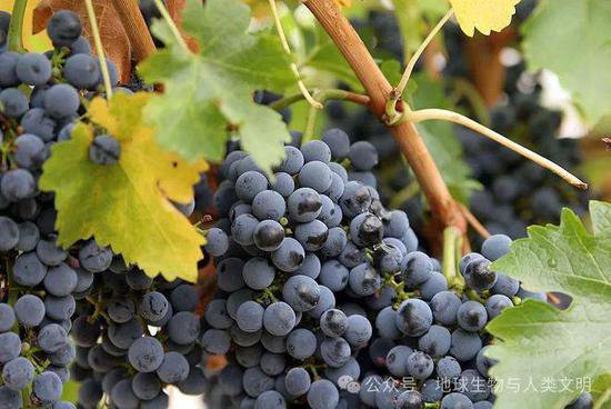 【植物界全系列】双子叶植物纲—葡萄目（下）：酿酒葡萄