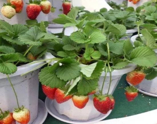 <em>阳台</em>花盆种植<em>草莓</em>，方法很简单，好看又好吃