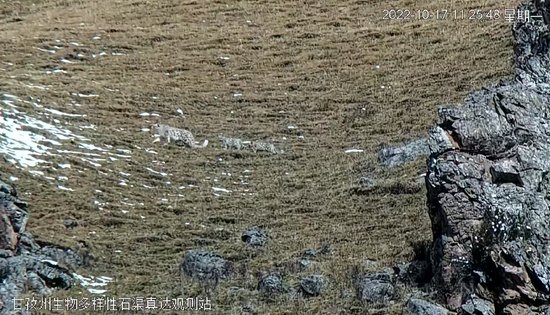 甘孜州生物多样性石渠真达观测站首次观测到雪豹家族活动<em>踪迹</em>