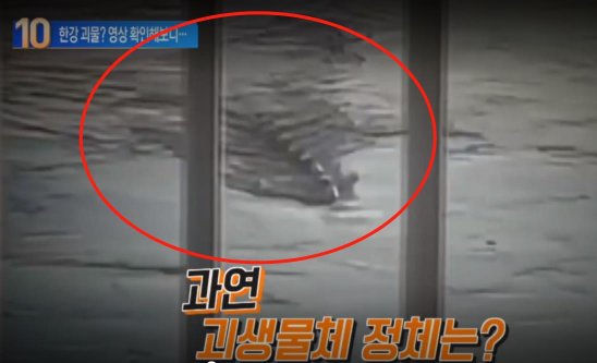 “怪物”出没？韩国市民拍到汉江内10米长<em>不明生物</em>，引发热议