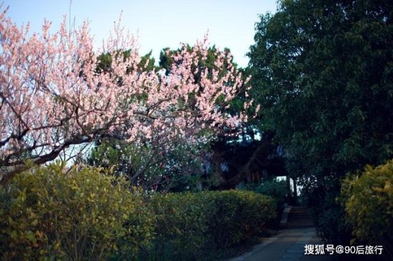 南京之春便是天堂：走进南京玄武区，打卡绝佳赏梅胜地！