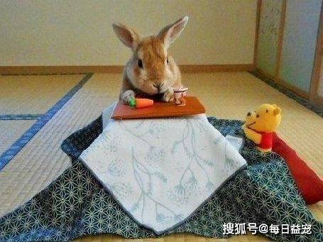 兔子都成精了！不仅有自己的小床，还会主动叠被子