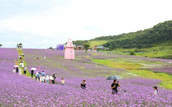 贵州六盘水野玉海：与夏日野鸡坪邂逅梦幻紫色花海