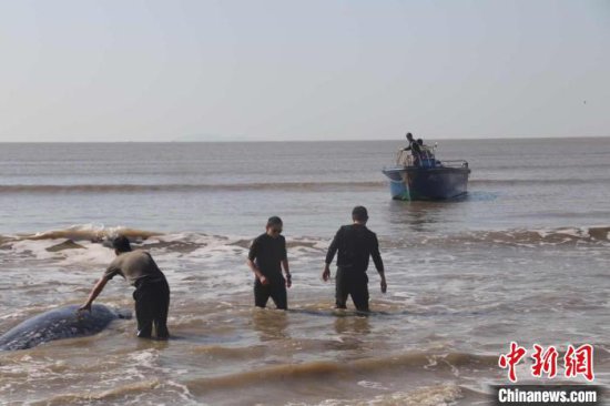 广东<em>海洋</em>综合执法人员成功救助国家二级<em>保护动物</em>鲸鲨