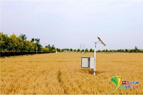 河南周口国家农高区小麦丰收在望 助农增收科技“唱<em>主角</em>”