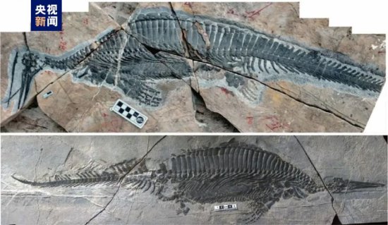 最新研究发现：“南漳湖北鳄”为全球最早的滤食性海生爬行动物