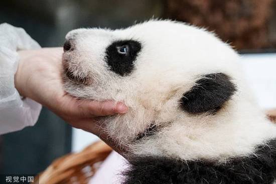 旅俄大熊猫幼崽选名，“喀秋莎”暂时领先