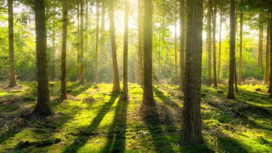 森林<em>有多么重要</em>？如果森林面积增加10倍，会影响哪些方面？