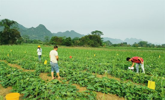 广西龙州：香瓜上市采摘忙 香甜产业促振兴