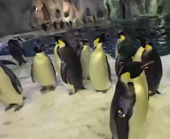 世界企鹅日：让我们和企鹅<em>一起摇摆</em>