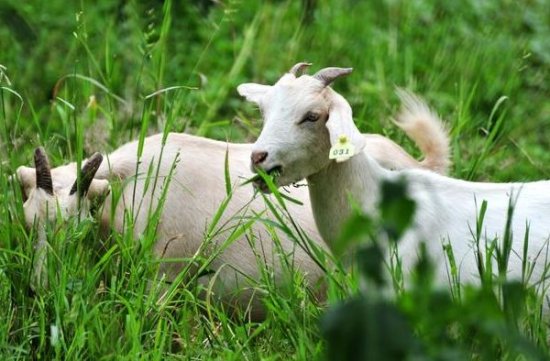 <em>属</em>羊人：出生月份决定了你的命运，6月出生的羊<em>宝宝</em>真的太幸福了