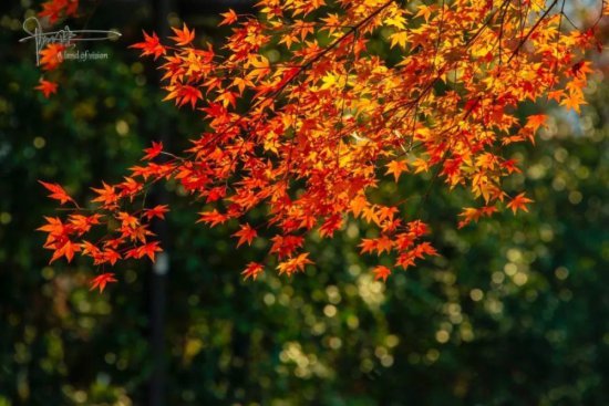 杭州秋天最美的<em>红枫树</em>，到冬天却变得如此狼藉，风景有些独特