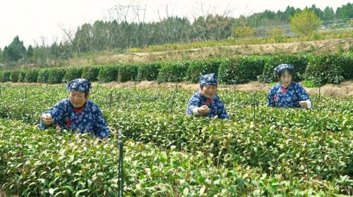 <em>日照</em>五莲：发展茶产业助力乡村振兴