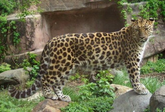 体型最大的豹：常被人当成美洲<em>虎</em>，野生数量不足90只，韩国已...