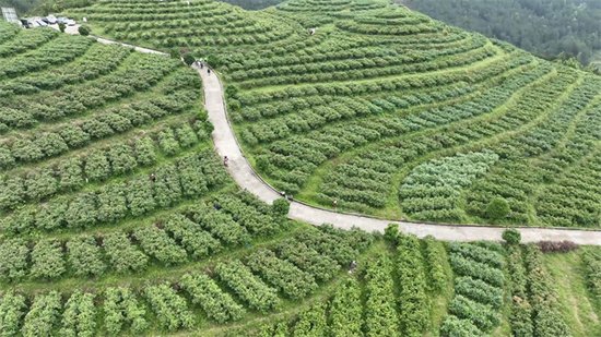 丹寨：万亩蓝莓领“鲜”上市 产销两旺助农增收-新华网