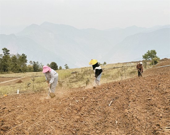 今年计划<em>推广</em>种植8000亩旱地优质稻
