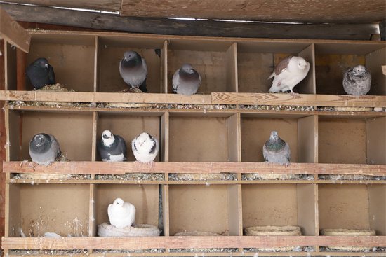 新疆和硕：村庄鸽子养殖热 增收致富渠道多