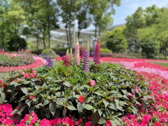 分享丨静安中环公园飘起粉色“丝带”，可拥有四季景观