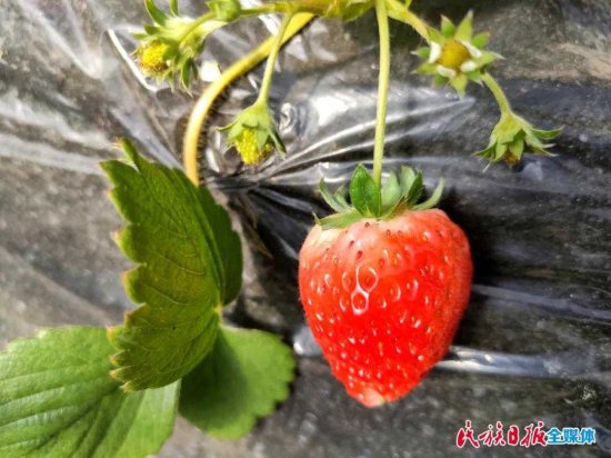 甘肃临夏：小草莓成了农户的“致富果”