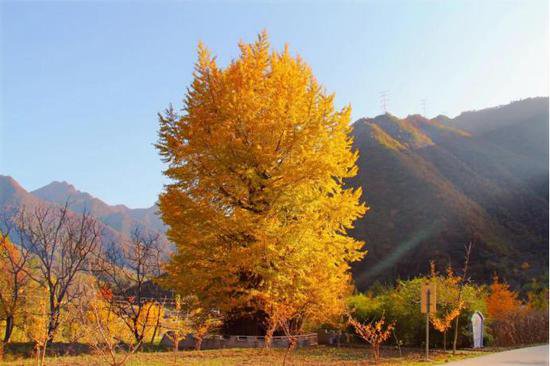 陕西：检察监督让3300岁银杏树重焕生机