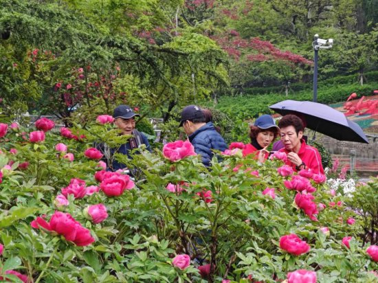 上海中山公园牡丹园的牡丹花开，吸引了众多市民前来赏花