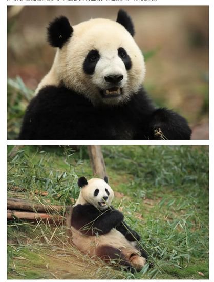 新一对大熊猫将于4月29日启程前往西班牙马德里<em>动物</em>园