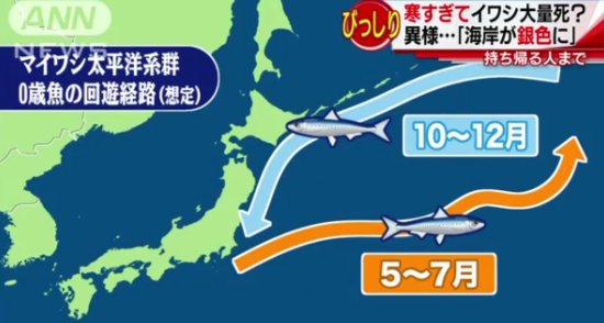 日本海岸出现<em>诡异自然现象</em> 鱼尸体散遍布40公里